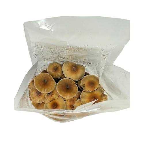 Myco Labs All in One Mushroom Grow Kit in a Bag with Sterilized Grains and Substrate - Image 3