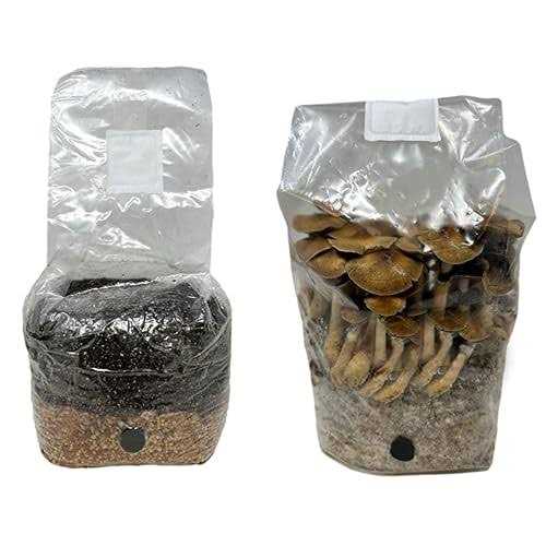 Myco Labs All in One Mushroom Grow Kit in a Bag with Sterilized Grains and Substrate - Image 4