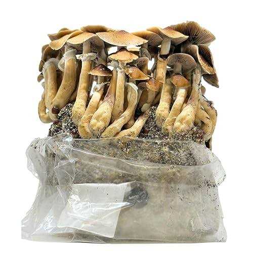 Myco Labs All in One Mushroom Grow Kit in a Bag with Sterilized Grains and Substrate - Image 5