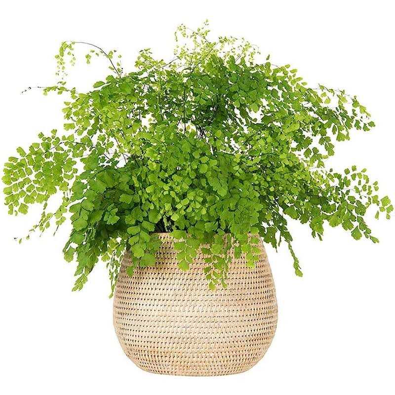 Kouboo La Jolla Coco Rattan Bowl - Image 3