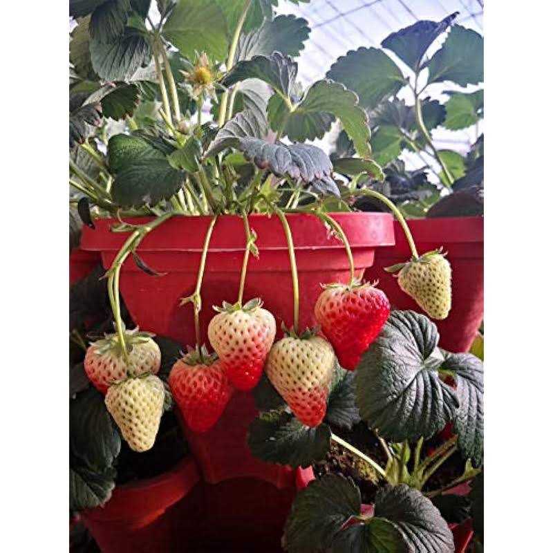 Mr Stacky 5 Tier Strawberry Planter - Image 5