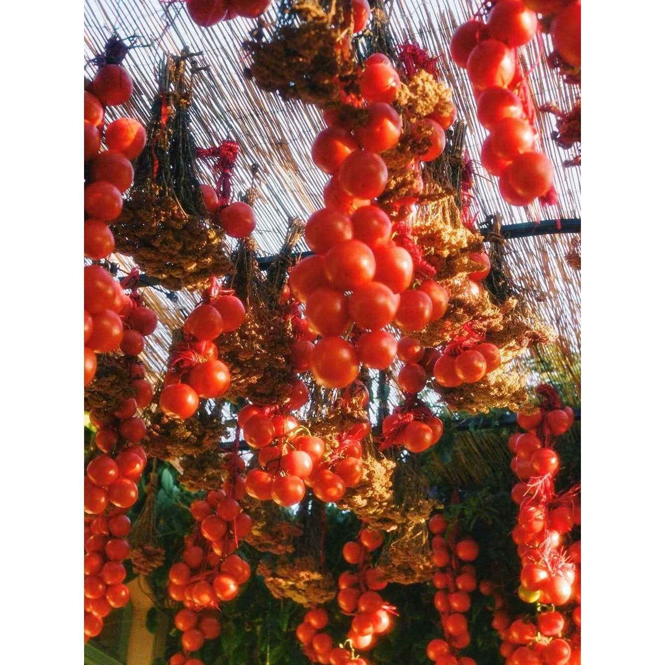 Alternative view of Flamingo Estate Roma Heirloom Tomato Candle